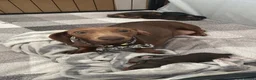 Miniature Dachshund dogs for sale: Miniature dachshund puppies - Advert 9