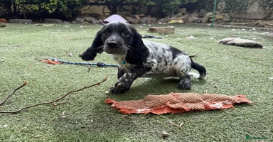 Sprocker dogs - Advert 7