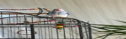 Ringnecks birds for sale: Blue Indian Ringneck For Sale - Advert 3