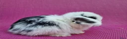 Mini Lop rabbits for sale: Mini lop babies - Advert 6