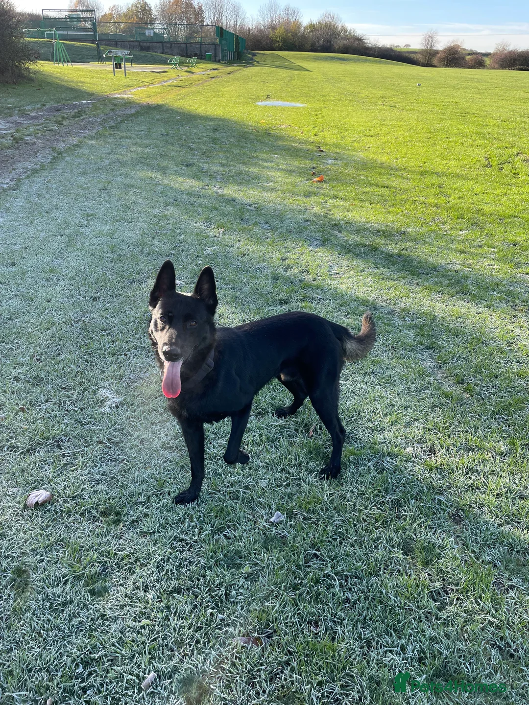 Belgian Shepherd Dog dogs for stud: Belgium malinois  - Advert 10