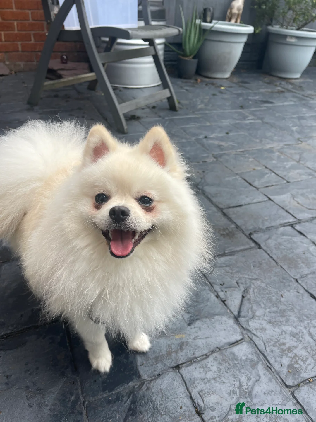 Pomeranian dogs for sale: White Pomeranian Pup - Advert 2