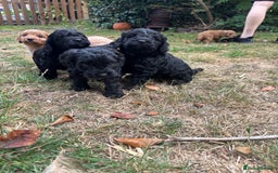 Cockapoo dogs for sale: Cockapoo puppies F1B - Image 12