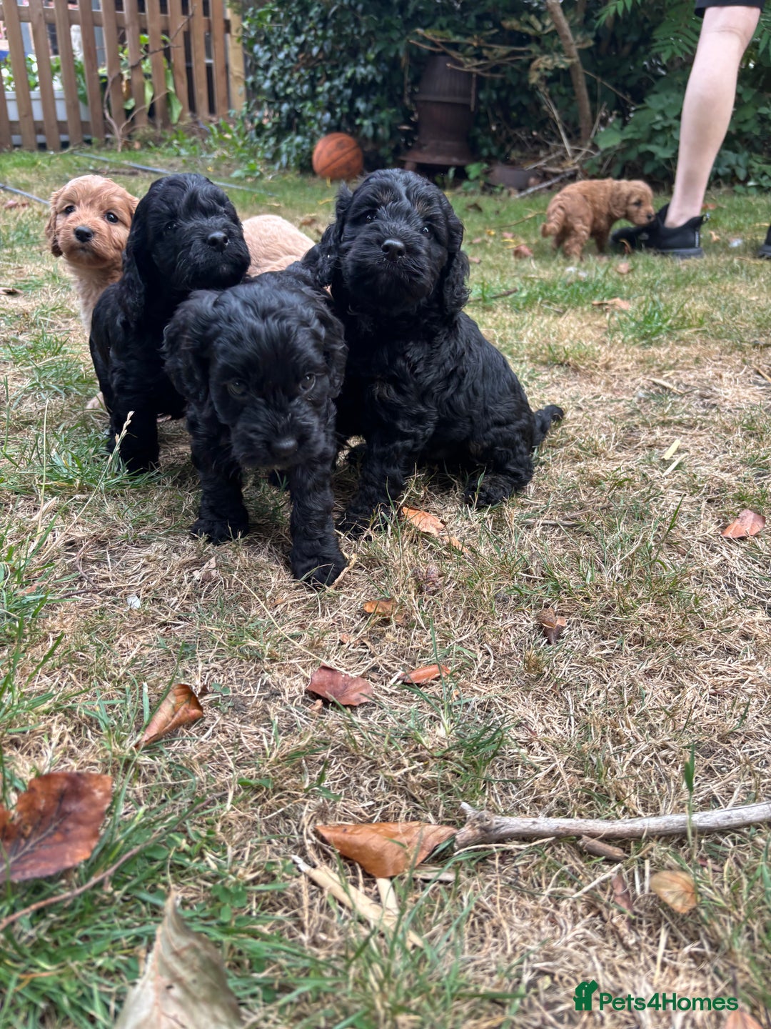 Cockapoo dogs for sale: Cockapoo puppies F1B - Image 12