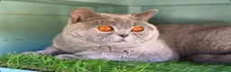 British Shorthair cats for stud: Blue Polish Import For Stud - Advert 5