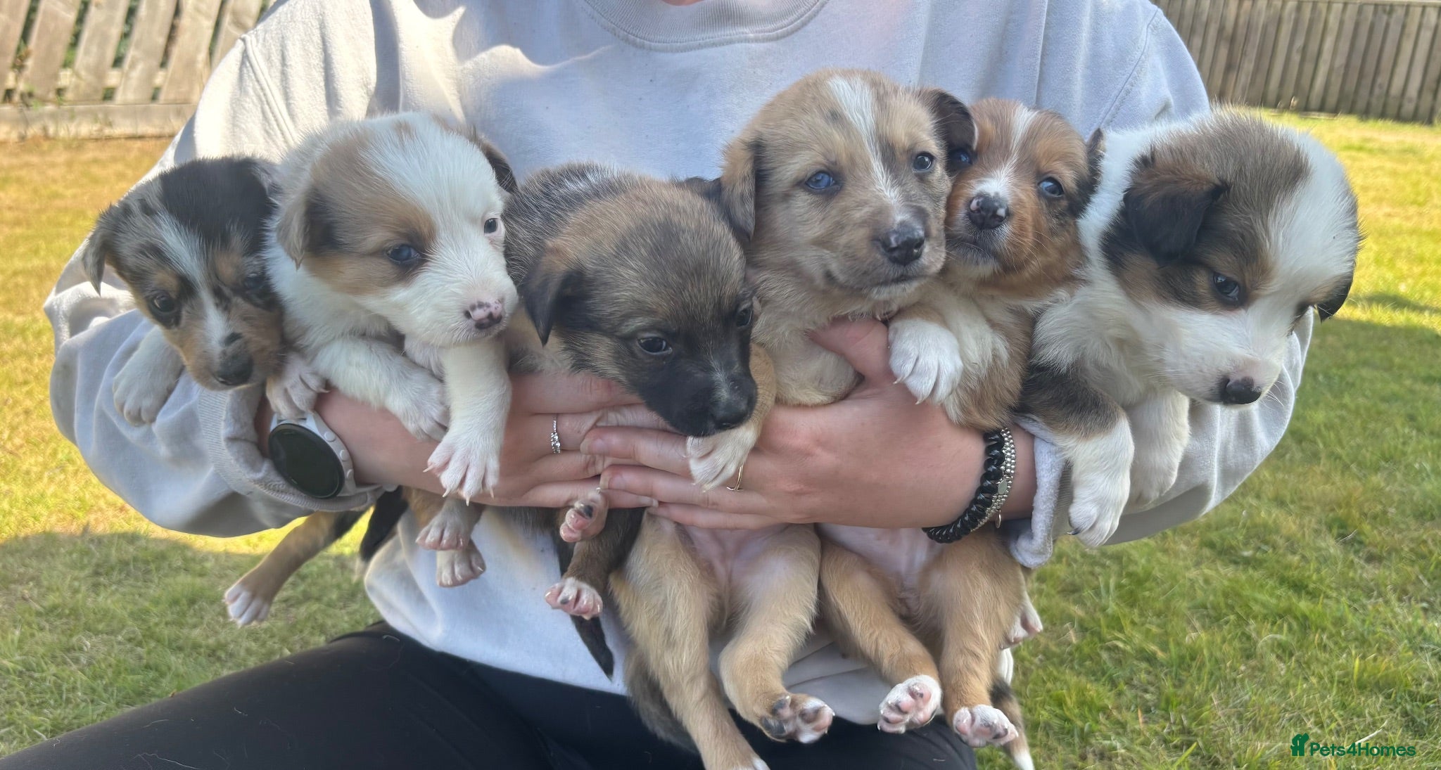 Mixed Breed dogs 6 Beautiful Puppies❤️ - Advert 1