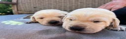 Labrador Retriever dogs for sale: Exquisite KC FTCH Labrador Puppies - Advert 7