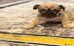 French Bulldog dogs for sale: 4 Little puppy original french bulldog 3 girls1 bo - Image 10