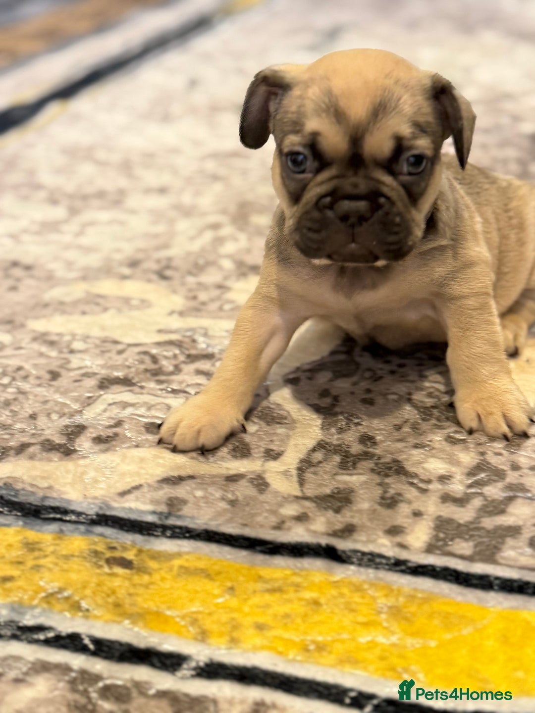French Bulldog dogs for sale: 4 Little puppy original french bulldog 3 girls1 bo - Image 10