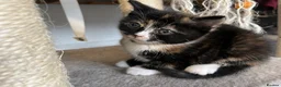 Mixed Breed cats for sale: Stunning MixedBreed Calico & TortoiseShell Kittens - Advert 9