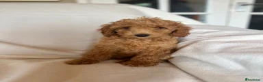 Cockapoo 5