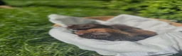 Cocker Spaniel dogs for sale: Beautifully Bred Working Cocker Spaniel Puppies  - Advert 10