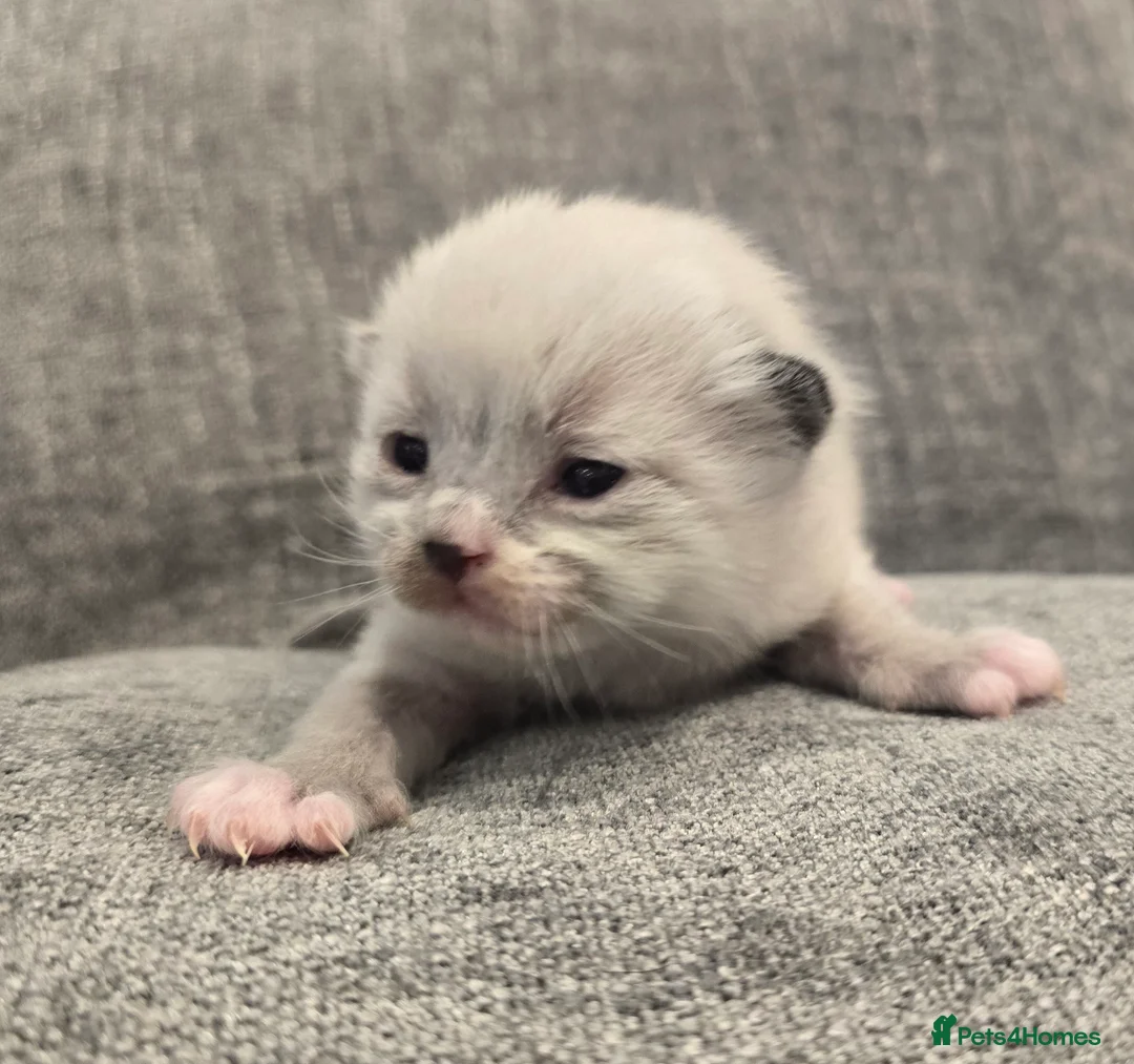 Ragdoll cats for stud: Blue Point Champion Line GCCF Registered Stud in Maidstone - Advert 20