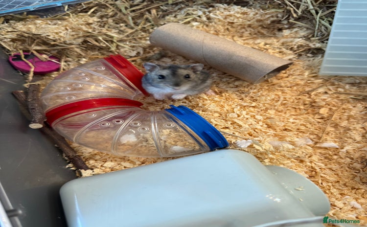 Hamster rodents - Advert 1
