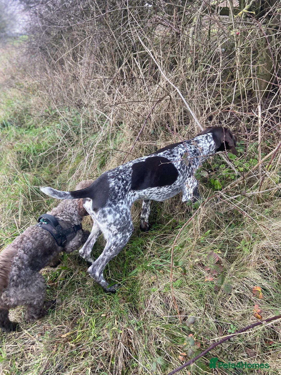 German Shorthaired Pointer dogs for stud: PROVEN KC REG German shorthaired Pointer Stud - Advert 5