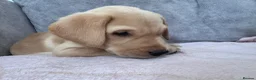 Labrador Retriever dogs for sale: Labrador puppies for sale. 1 golden boy left now. - Advert 12