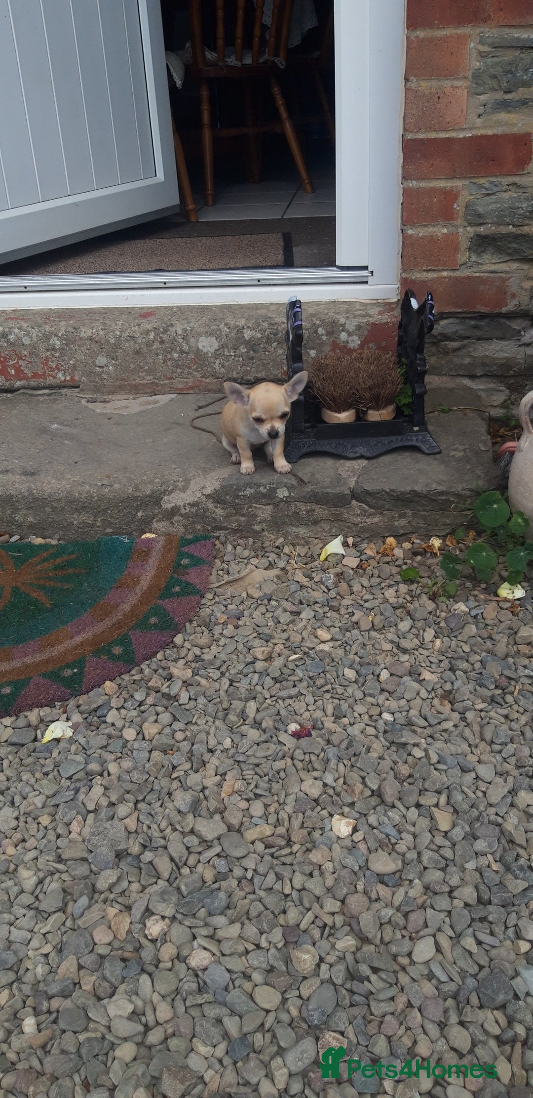 Chihuahua dogs for sale: Chihuahua puppies  - Image 2