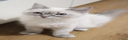 Ragdoll cats for sale: Blue Ragdolls  - Advert 7