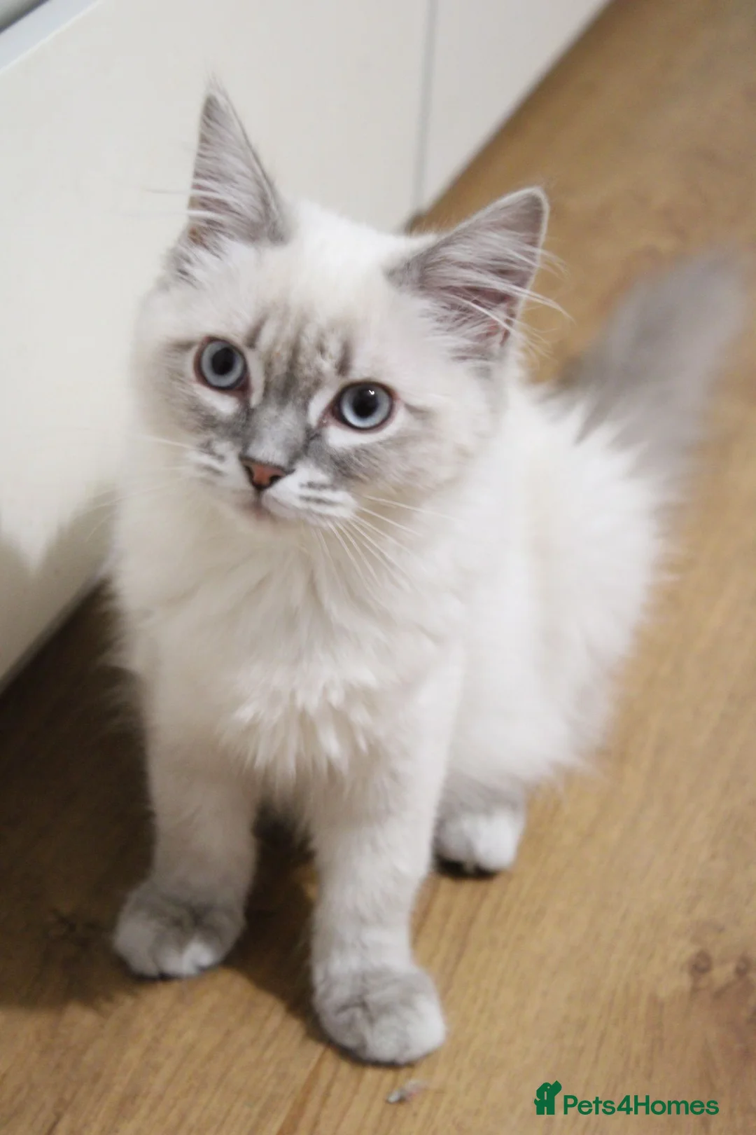 Ragdoll cats for sale: Blue Ragdolls  - Advert 7