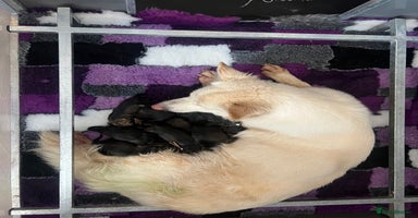 German Shepherd dogs in Nottingham - Advert 7