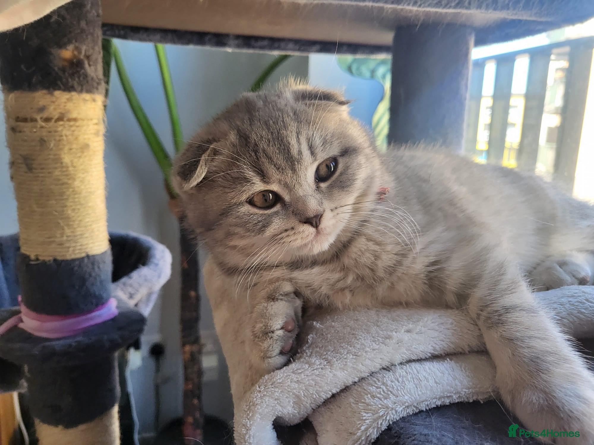 Scottish Fold cats 🥳PRICE REDUCED! 🥳CUTE PEDIGREE KITTENS!!!🤩  - Advert 2