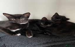 Mixed Breed cats for sale: 4 beautiful kittens looking new home 🩷 - Image 9
