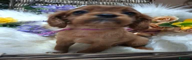 Cavalier King Charles Spaniel 6