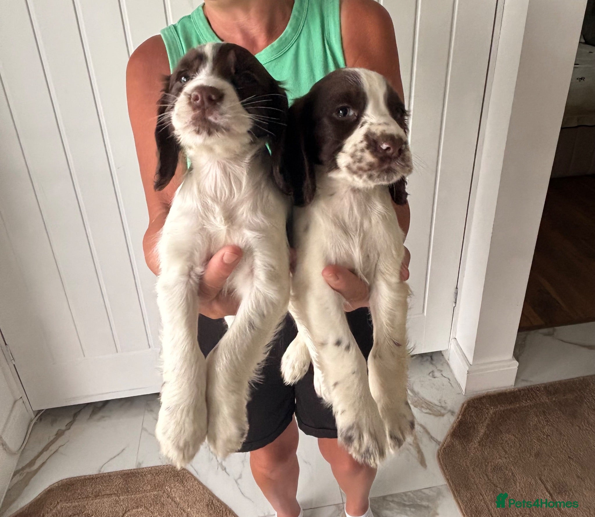 Sprocker dogs Sprocker spaniel puppies - Advert 7