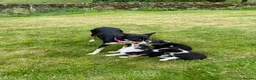 Border Collie dogs for sale: Tricoloured Border Collie Puppies - Advert 4