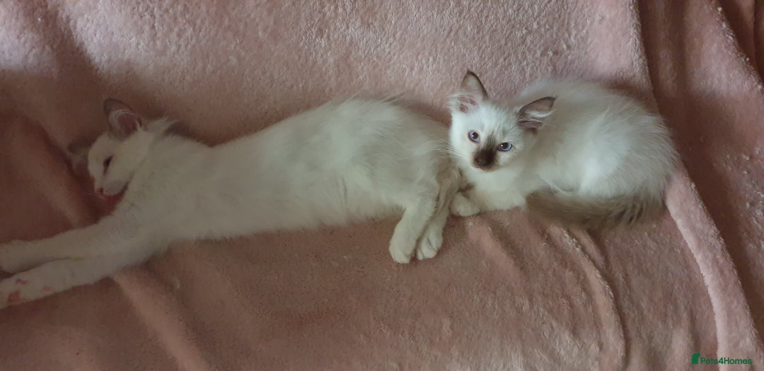 Ragdoll cats for sale:  GCCF KITTENS CHOC & LILAC MITTED AND BI-COLOUR in Darwen - Image 34