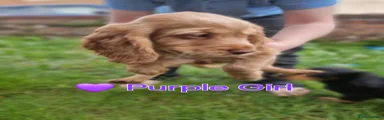 Blonde girl purple collar 