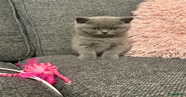 British Shorthair cats British Shorthair Male Kitten (GCCF) - Advert 16