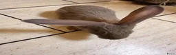 Flemish rabbits for sale: World largest rabbit  - Advert 1