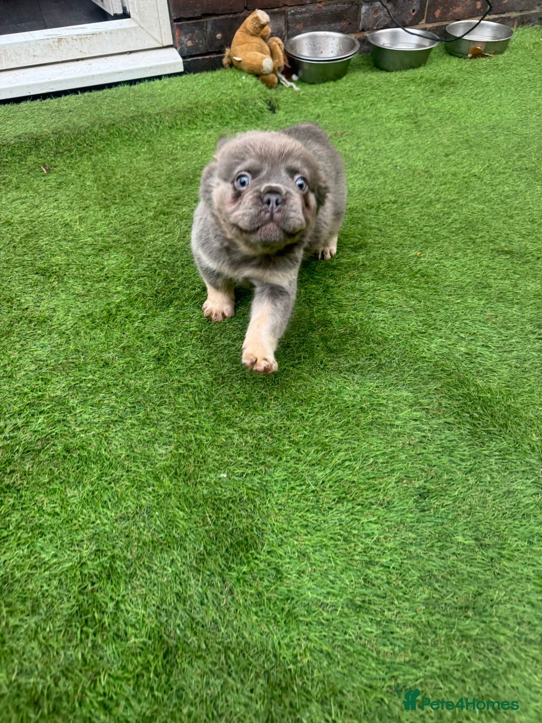 French Bulldog dogs for sale: Fluffy French bulldog 10wks old - Advert 4