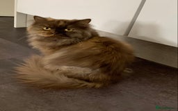 British Longhair cats for sale: British long hair female  - Image 10