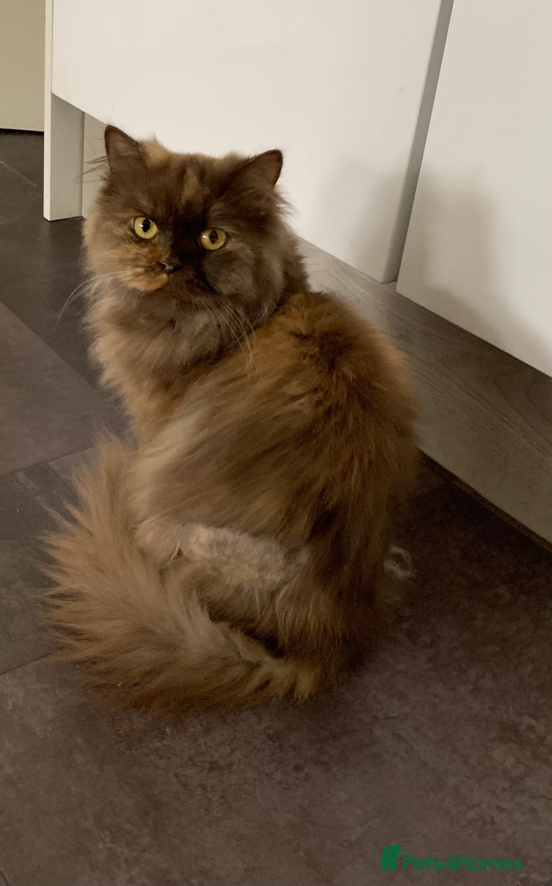 British Longhair cats for sale: British long hair female  - Image 10