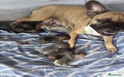 French Bulldog dogs for sale: Litter of mixed colour French bulldog puppies  - Image 7