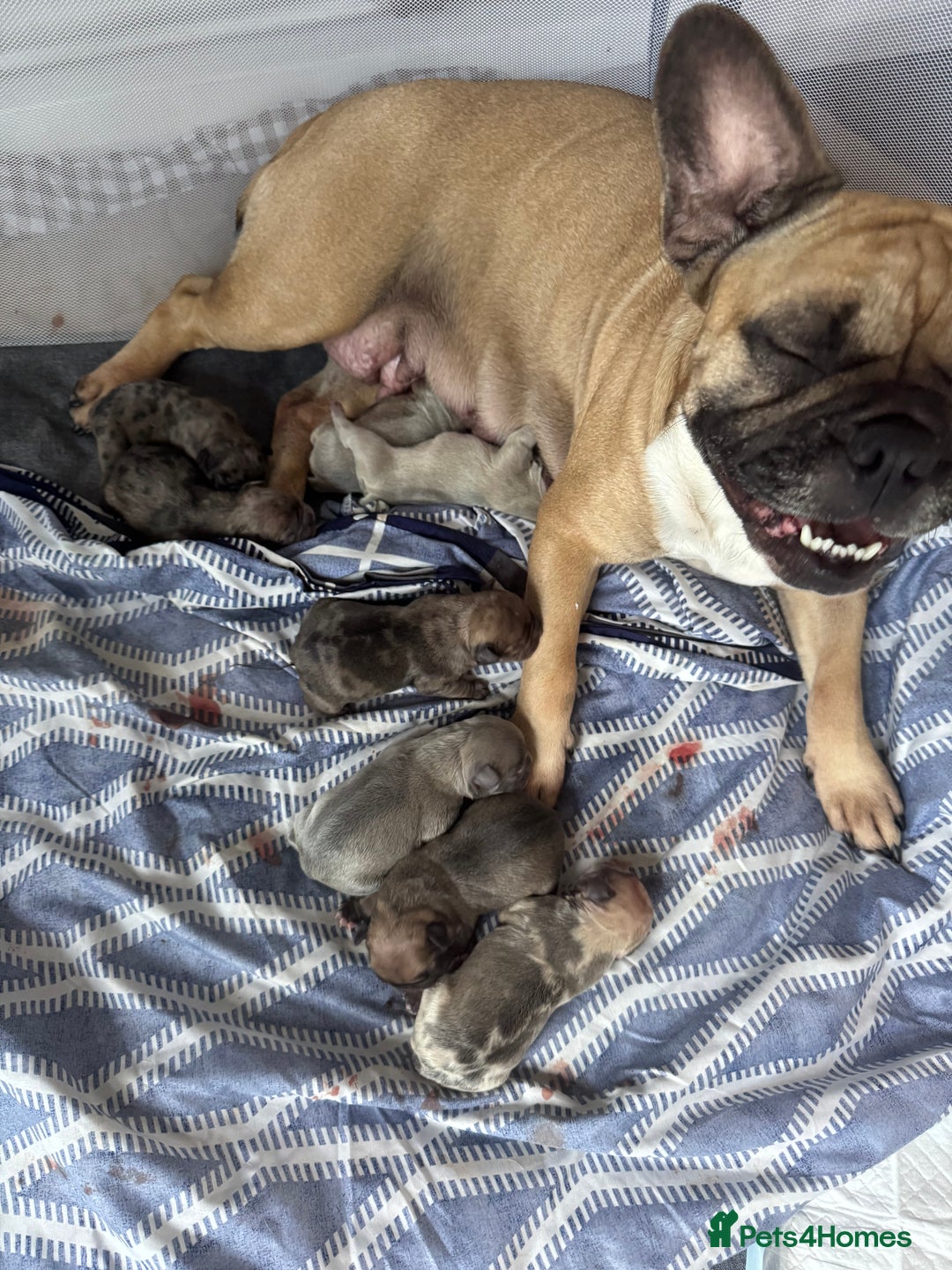 French Bulldog dogs for sale: Litter of mixed colour French bulldog puppies  - Image 7
