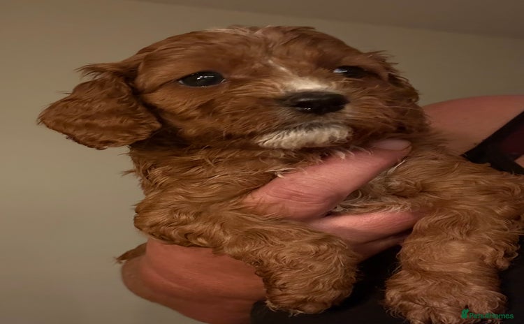 Cavapoo dogs - Advert 1