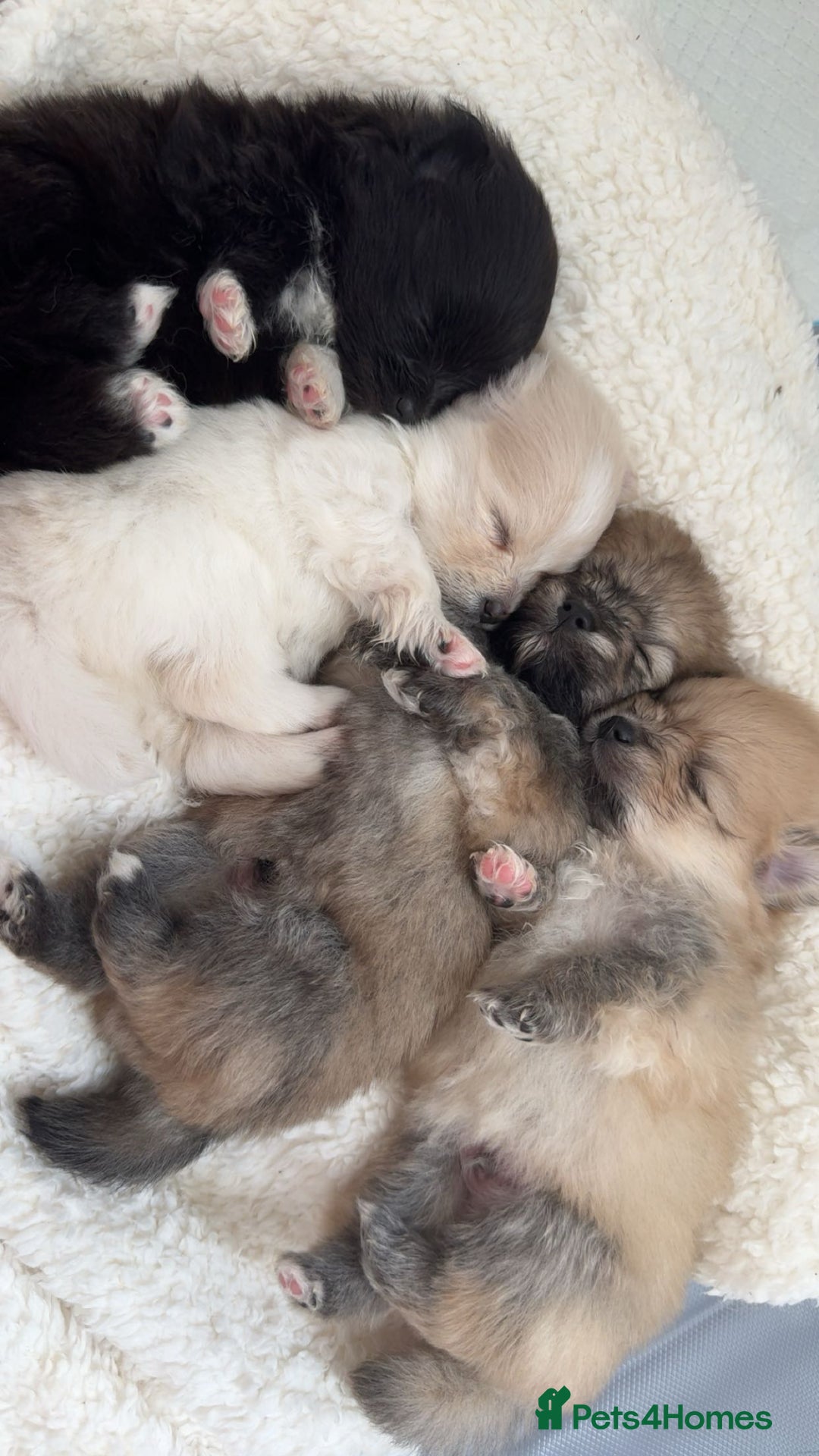 Pomeranian dogs for sale: Pomeranian pups🩵🩷 - Image 1