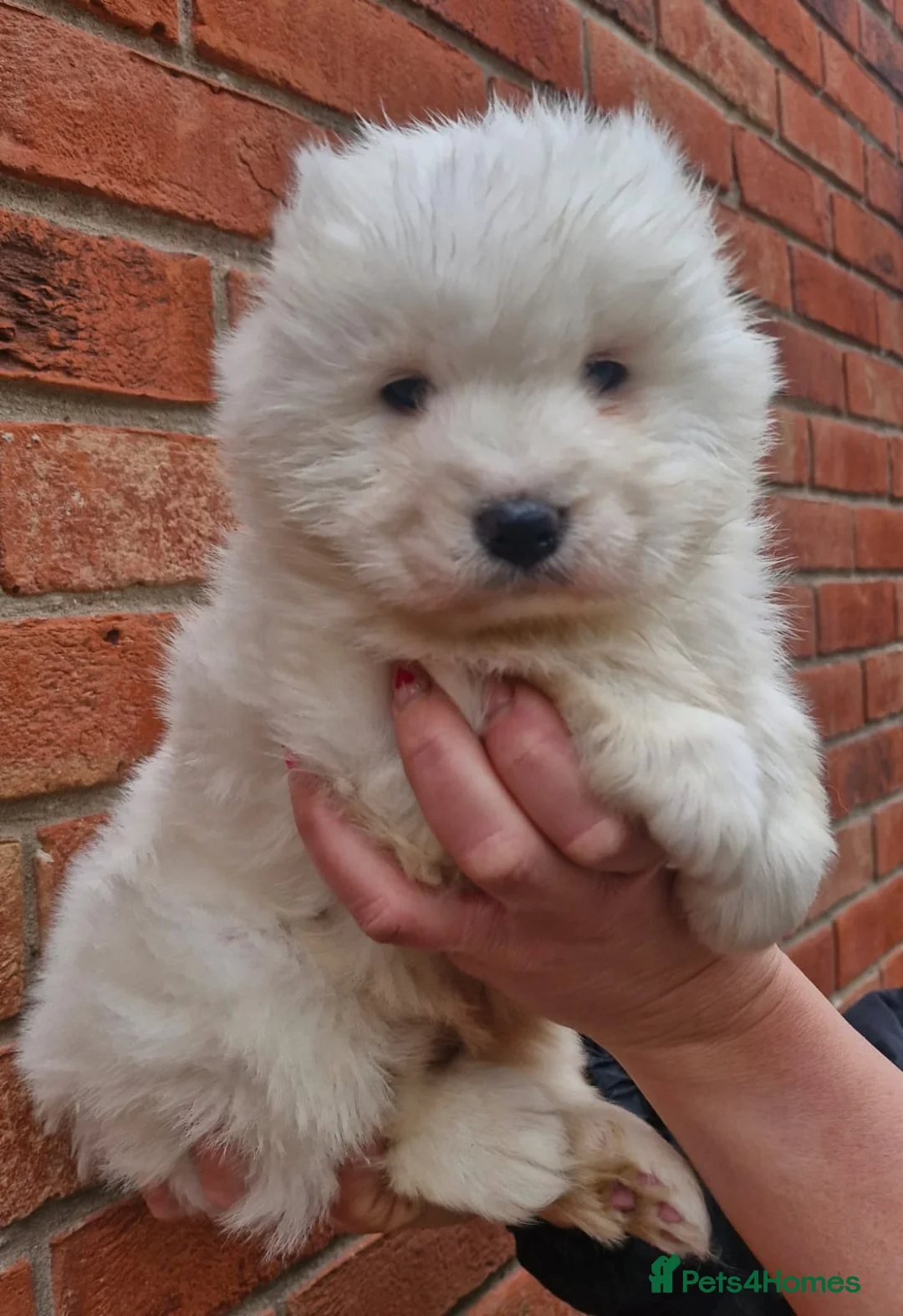 Samoyed dogs for sale: A beautiful little Samoyed girl for sale in Ashbourne - Advert 4