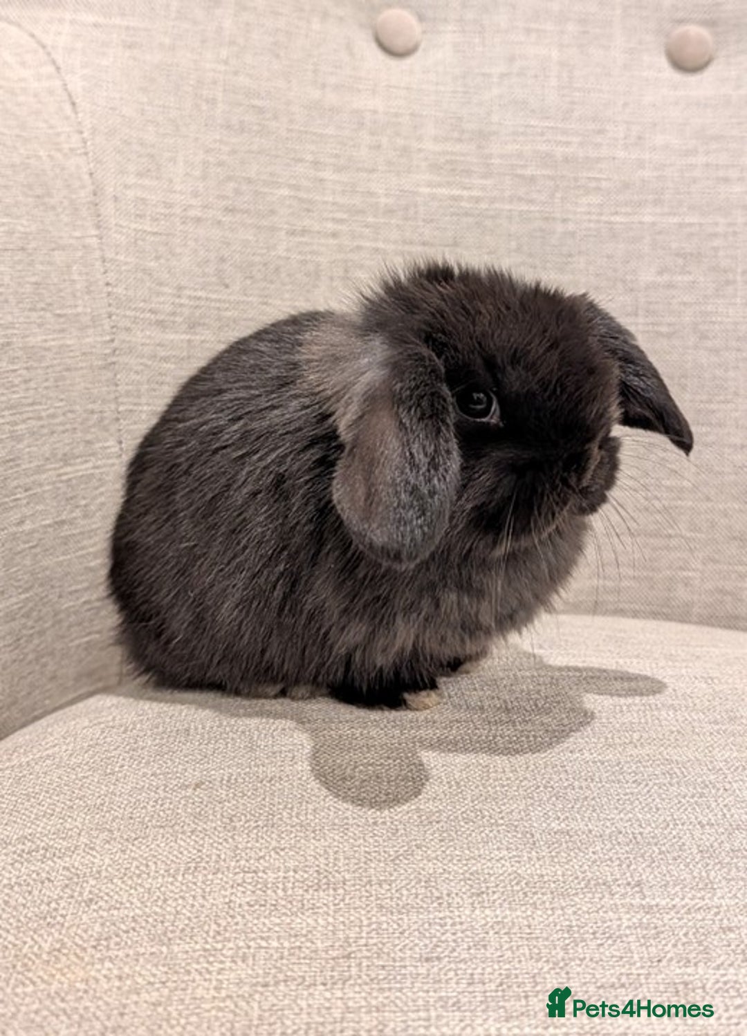 Mini Lop rabbits for sale: Exceptional Black Mini-Lop Girl. Available Now - Advert 3