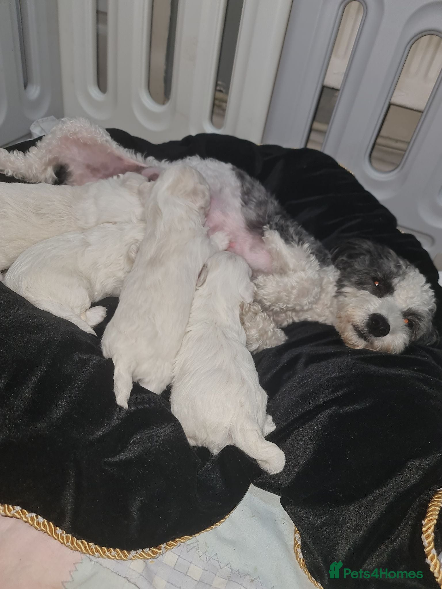 Bichon Frise dogs Gorgeous bichion frize puppies  - Advert 1