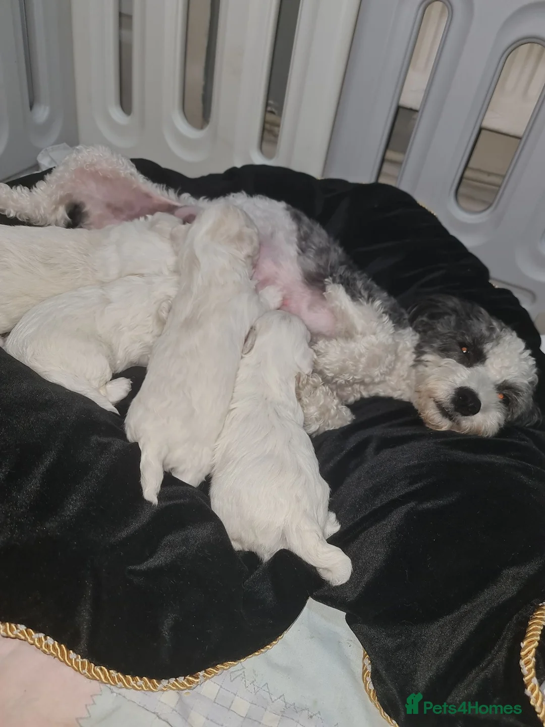 Bichon Frise dogs for sale: Gorgeous bichion frize puppies  - Advert 1