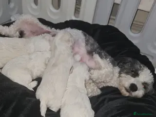 Bichon Frise dogs Gorgeous bichion frize puppies - Advert 1
