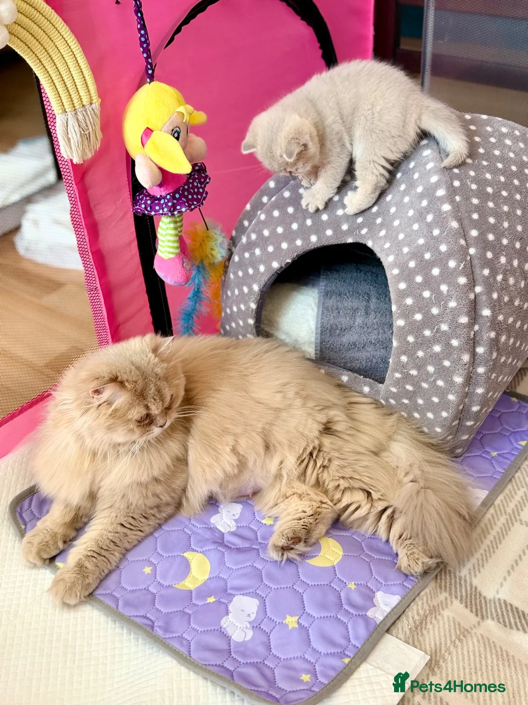 British Longhair cats for sale: British Longhair  - Advert 1