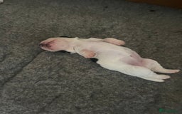 Cocker Spaniel dogs for sale: Stunning KC health tested Cocker pups  - Image 18