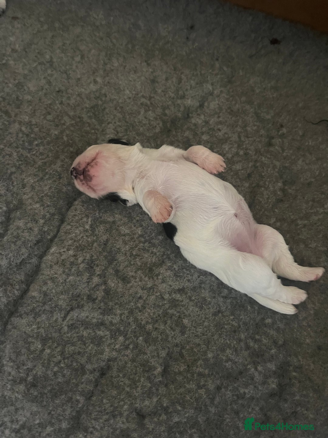 Cocker Spaniel dogs for sale: Stunning KC health tested Cocker pups  - Image 18