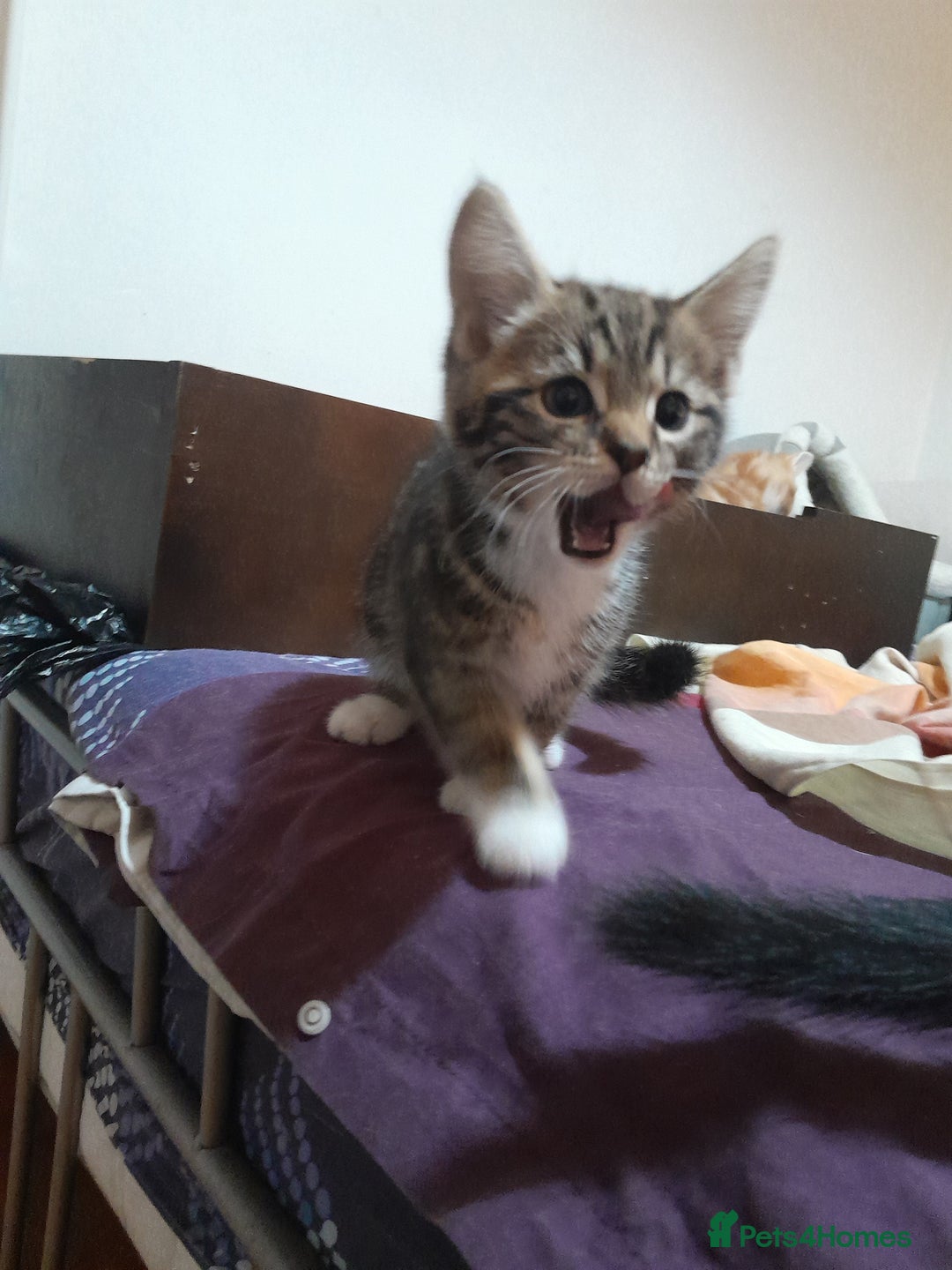Mixed Breed cats for sale: 5 Beautiful gorgeous kittens 😺😼😻😸😹 - Image 8