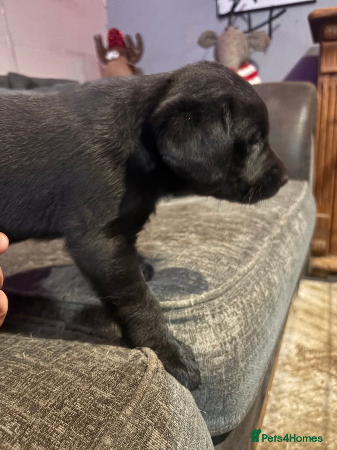 Labrador Retriever dogs for sale: Labrador girl’s ready now  - Advert 6